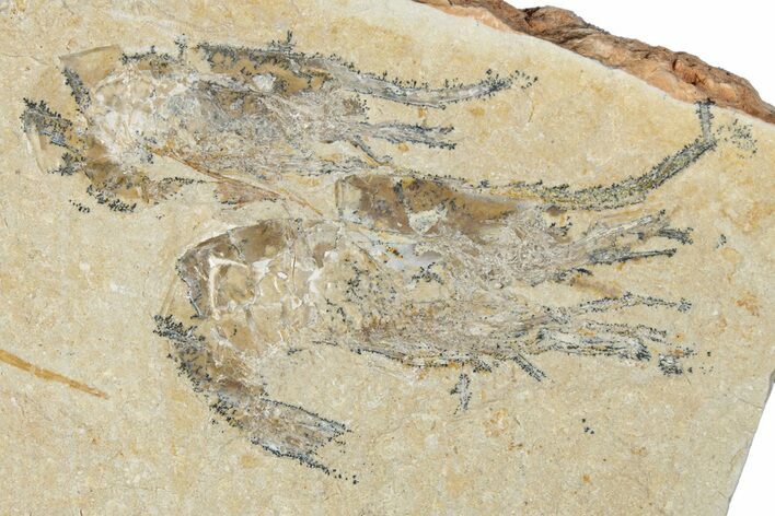 Two Cretaceous Fossil Shrimp - Lebanon #349679